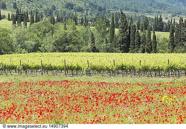 France  Aude  Pays Cathare  poppy field and AOC Corbieres vineyard in the background