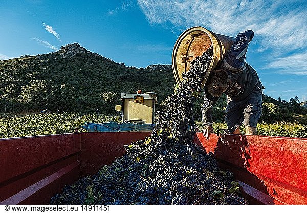 France  Aude  Tuchan  pickers in the vineyard