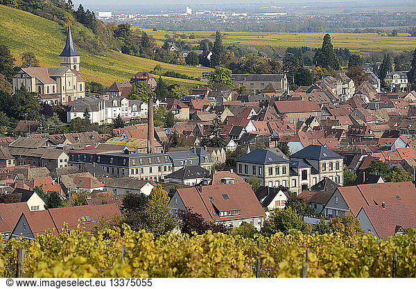 France  Bas Rhin  Alsace Wine Route  Barr  village  church  vineyard