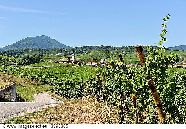 France  Bas Rhin  Alsace Wine Route  Blienschwiller