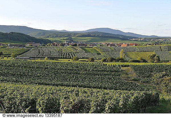 France  Bas Rhin  Alsace Wine Route  Nothalten
