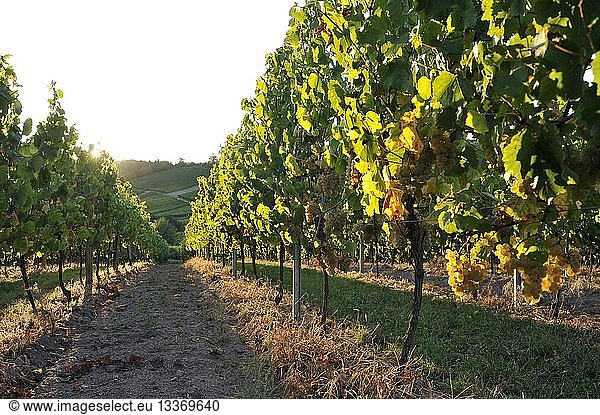 France  Bas Rhin  Alsace Wine Route  vineyard of Blienschwiller