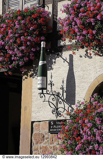 France  Bas Rhin  Itterswiller  Alsace Wine Road  wine producer