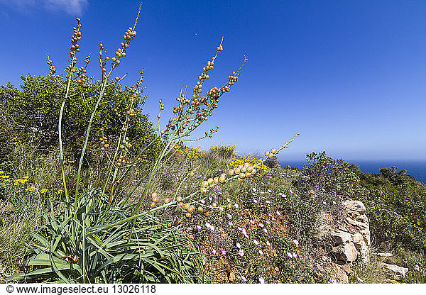 France Bouches du Rhone Calanques National Park La Ciotat egg-shaped capsules of the branched asphodel (Asphodelus ramosus) on the ground mallow bindweed (Convolvulus althaeoides)
