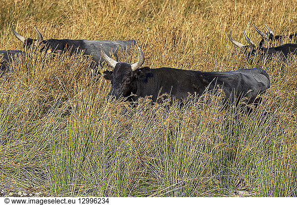 France  Bouches du Rhone  Camargue  the Camargue bull  called Biou de Camargue  is a wild and dangerous animal which lives all year round in the fields