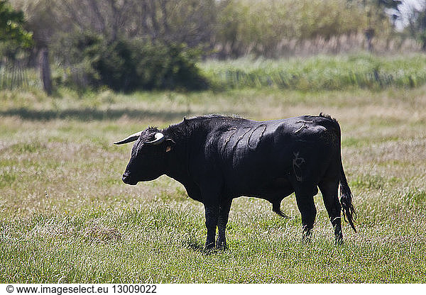 France  Bouches du Rhone  Parc Naturel Regional de Camargue (Regional Natural Park of Camargue)  Arles  near Salin de Giraud  Camargue bull