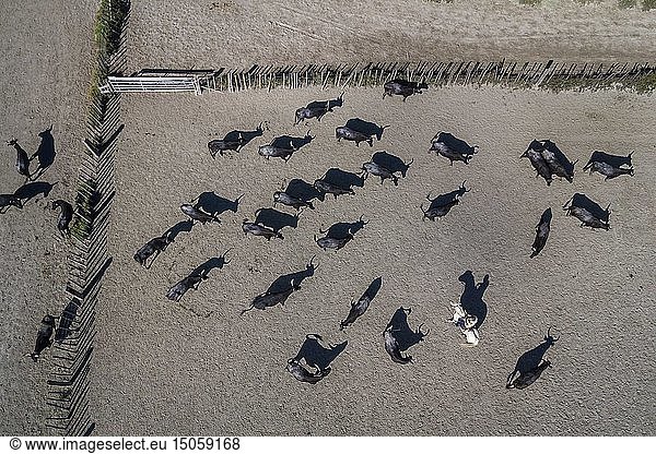 France  Bouches du Rhone  Parc naturel regional de Camargue (Regional Natural Park of Camargue)  manade Jacques Mailhan  Camargue bull called Raco di Biou  the gardians sort the bulls (aerial view)