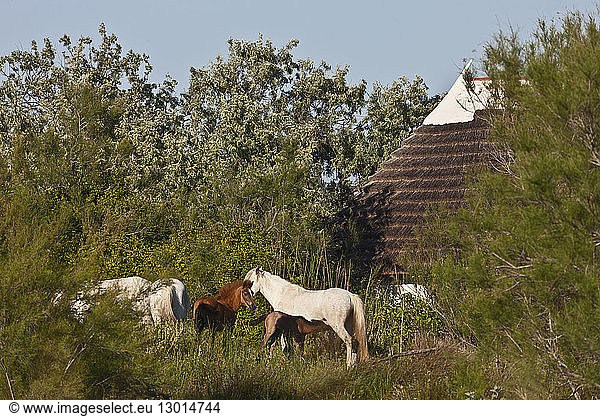 France  Bouches du Rhone  Parc Naturel Regional de Camargue (Regional Natural Park of Camargue)  near Saintes Maries de la Mer  Camargue horses and home of Guardian