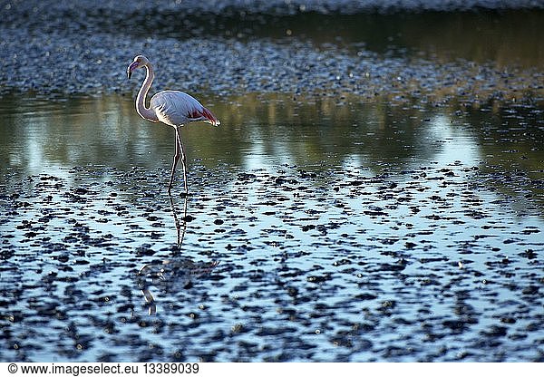 France  Bouches du Rhone  Parc naturel regional de Camargue (Regional Natural Park of Camargue)  Saintes Maries de la Mer  ornithological park Pont de Gau flamingos