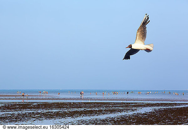 France  Bretagne  Bicmic  Black-headed gull (Chroicocephalus ridibundus) and people on beach