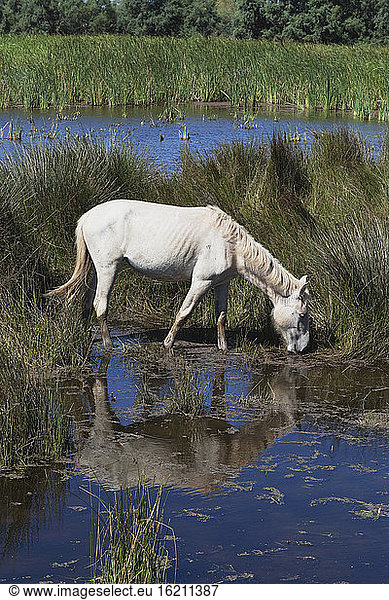 France  Camargue  View of Camargue horses in marshy landscape