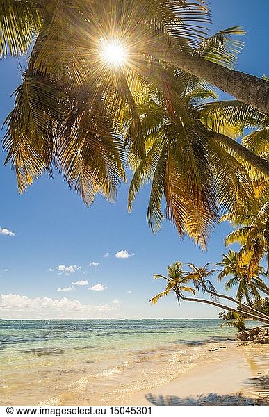 France Caribbean Lesser Antilles Guadeloupe Marie-Galante White sand beach under the coconut trees