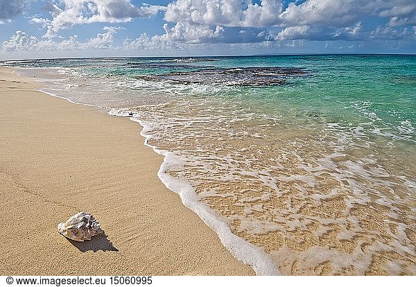 France  Caribbean  Lesser Antilles  Petite Terre National Nature Reserve  Terre-de-Bas  Conch stranded on a white sandy beach  South-West coast