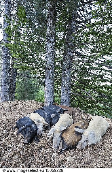 France  Corse du Sud  Evisa  territorial forest of Aitone  pigs Corsica or Porcu nustrale raised exclusively in outdoor Corsica to the semi wild state