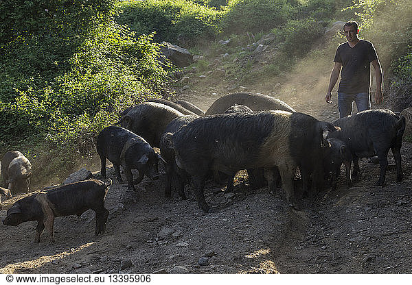 France  Corse du Sud  Levie  Farm Inn  A Pignata  Anthony Rocca Serra and his Corsican pigs