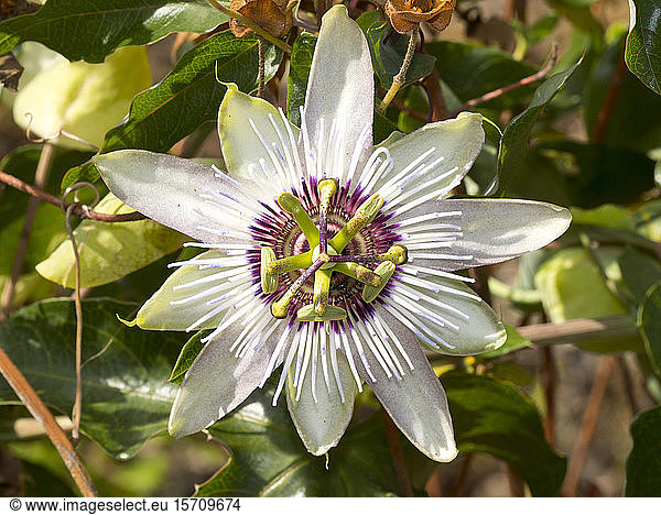 France  Corsica  Close-up of passion flower (Passiflora edulis)