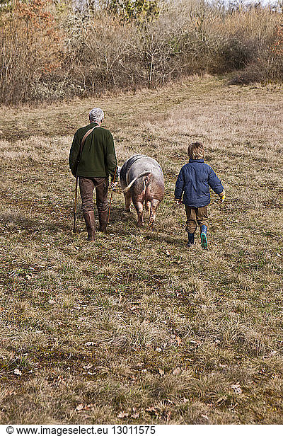 France  Dordogne  around Mareuil  Excavation  truffle hunting with Mr. Thatch and sow  Nini