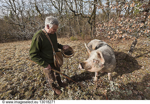 France  Dordogne  around Mareuil  Excavation  truffle hunting with Mr. Thatch and sow Nini