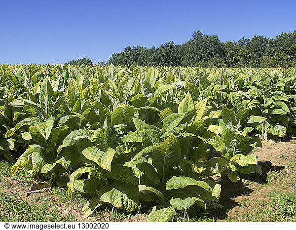 France  Dordogne  tobacco