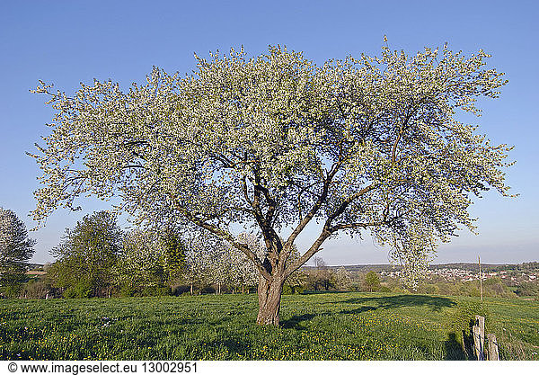 France  Doubs  cherry blossoms on the Plateau of Brognard
