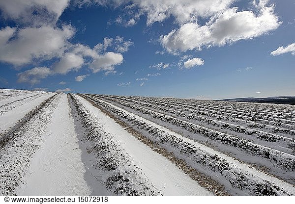 France  Drome  Ferrassieres  lavender fields under the snow