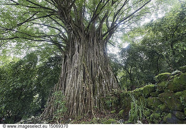France  French Polynesia  Marquesas Archipelago  Nuku Hiva Island  Hatiheu  Tohua Kamuihei Archaeological Site  Banyan Tree (Ficus benghalensis)