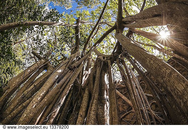 France Guadeloupe (French West Indies) Grande Terre Petit Canal Beautiran trail follows partly the route of the old railway line linking the port of embarkation sugar factory Beauport located in Port Louis