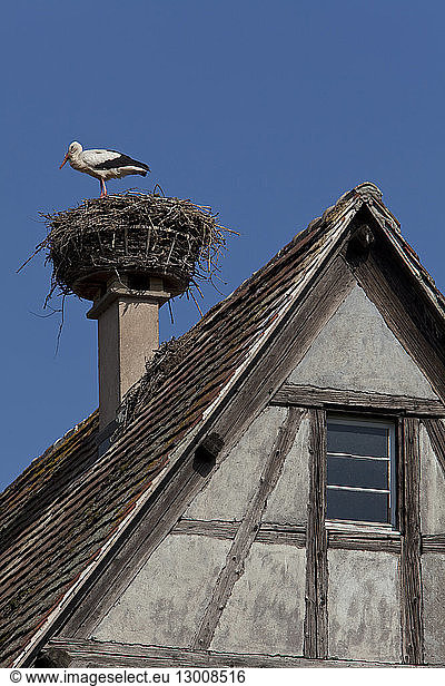France  Haut Rhin  Alsace museum  reconstructed village  and stork nest on the chimney of a roof