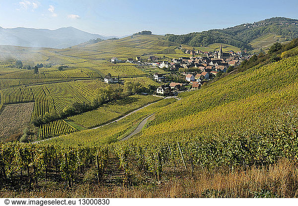 France  Haut Rhin  Alsace Wine Road  Niedermorschwihr