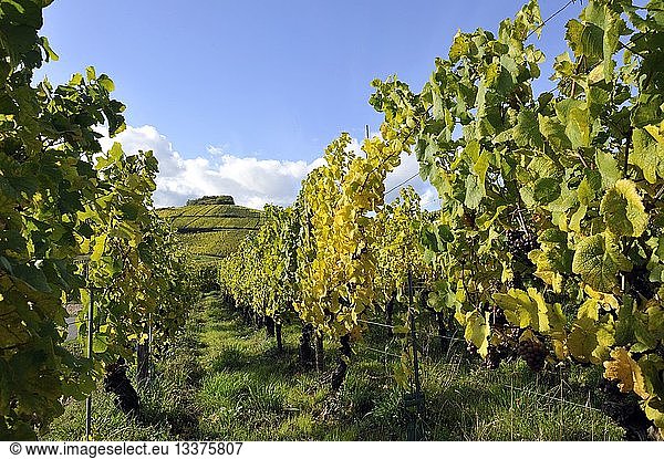 France  Haut Rhin  Alsace Wine Road  Turckheim  wineyard