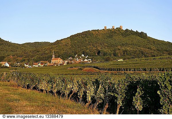 France  Haut Rhin  Alsace Wine Route  Husseren les Chateaux