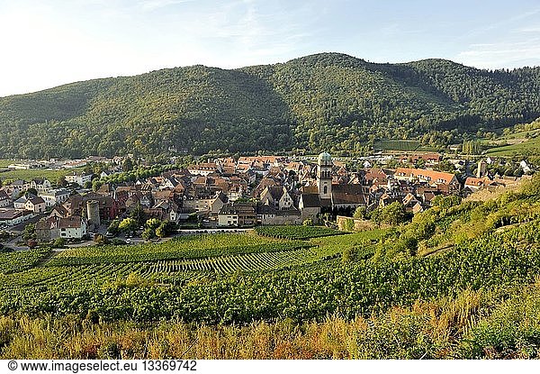 France  Haut Rhin  Alsace Wine Route  Kaysersberg  the vineyard
