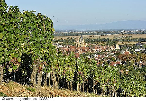 France  Haut Rhin  Alsace Wine Route  Rouffach vineyard