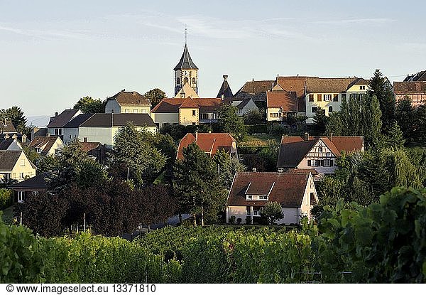 France  Haut Rhin  Alsace Wine Route  Zellenberg