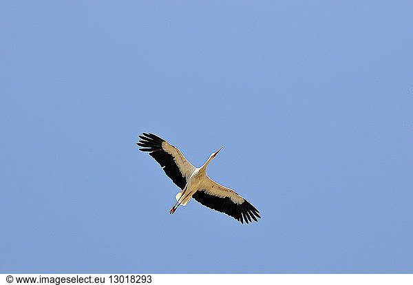 France  Haut Rhin  Munster  White Stork (Ciconia ciconia) in flight  in July