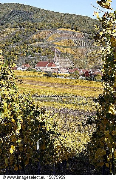 France  Haut Rhin  Niedermorschwihr  vineyards in autumn.