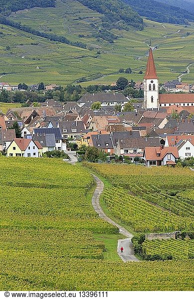 France  Haut Rhin  Route des Vins d'Alsace (Route of the wines of Alsace region)  Ammerschwihr  general view of the village and vinyards