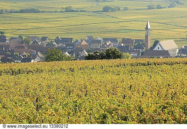 France  Haut Rhin  Route des Vins d'Alsace (Route of the wines of Alsace region)  Bennwihr  vineyard and general view of the village