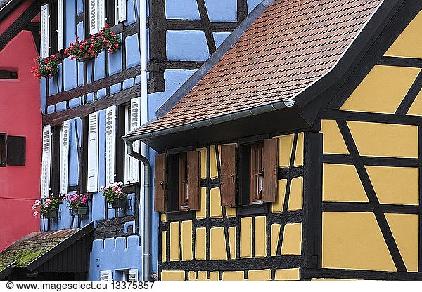 France  Haut Rhin  Route des Vins d'Alsace (Route of the wines of Alsace region)  Bergheim  colorfull half timbered houses