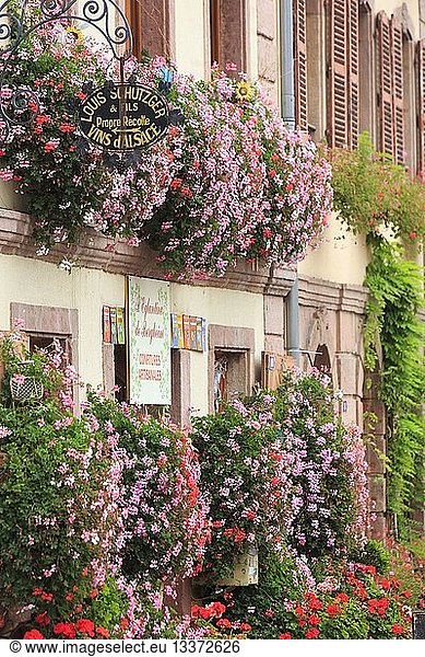 France  Haut Rhin  Route des Vins d'Alsace (Route of the wines of Alsace region)  Bergheim  flowers on the facade of a shop