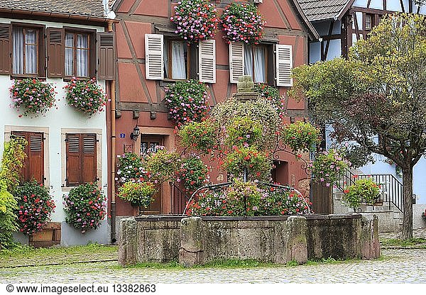 France  Haut Rhin  Route des Vins d'Alsace (Route of the wines of Alsace region)  Bergheim  fountain  flowers and facades of houses