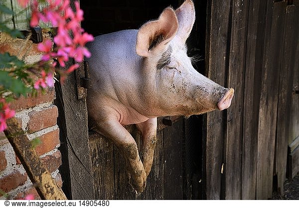 France  Haut Rhin  Ungersheim  Ecomusee d Alsace  farm  pig at the door of the pigsty