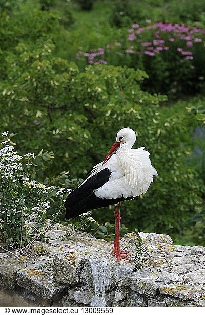 France  Haut Rhin  Ungersheim  ecomuseum of Alsace  stork