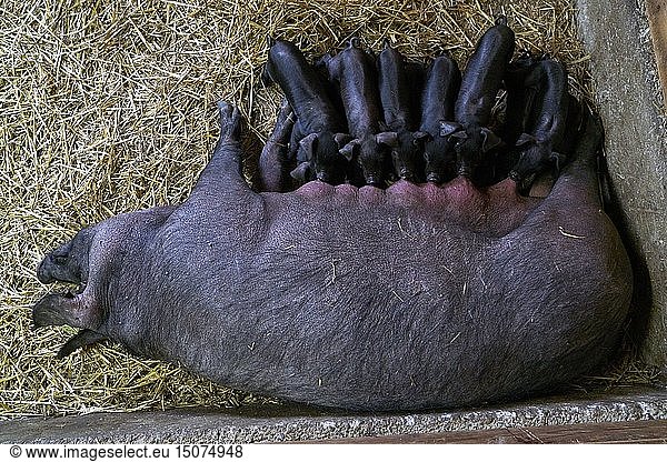 France  Haute Garonne  Saman  Jean Baptiste Aries  breeder of Black Pig of Bigorre