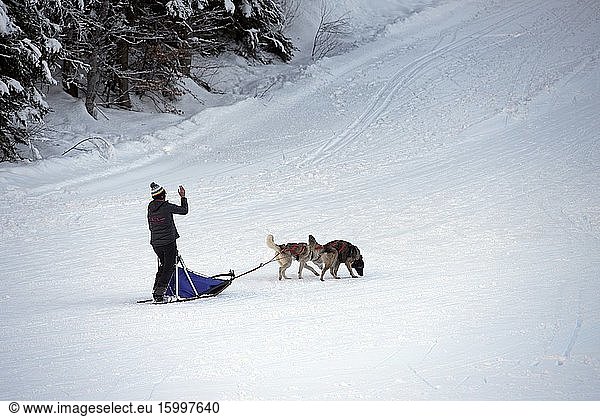 France  Haute-Savoie (74)  Alps  mushing with 2 sled dogs.