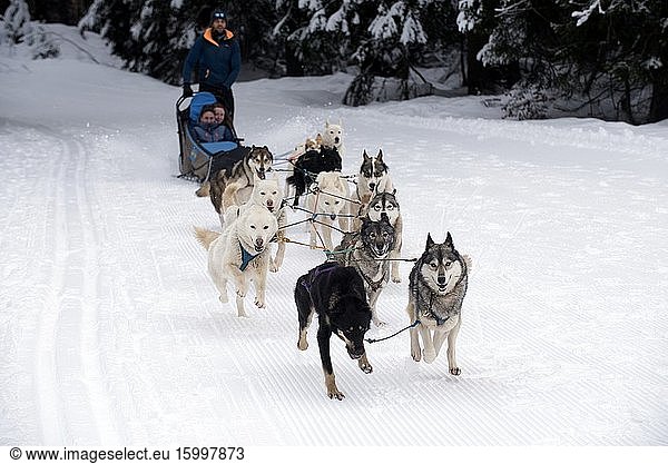 France  Haute-Savoie (74)  Alps  mushing with sled dogs.