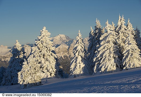 France  Haute Savoie  massive Bauges  above Annecy limit with the Savoie  the Semnoz plateau exceptional belvedere on the Northern Alps  snow laden trees and mont Blanc