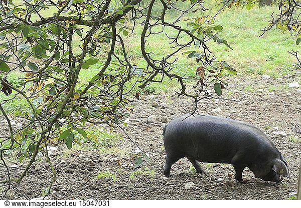 France  Hautes Pyrenees  Aure valley  Vignec  black pig farm of Bigorre in full nature (belonging to La Ferme Vignecoise)