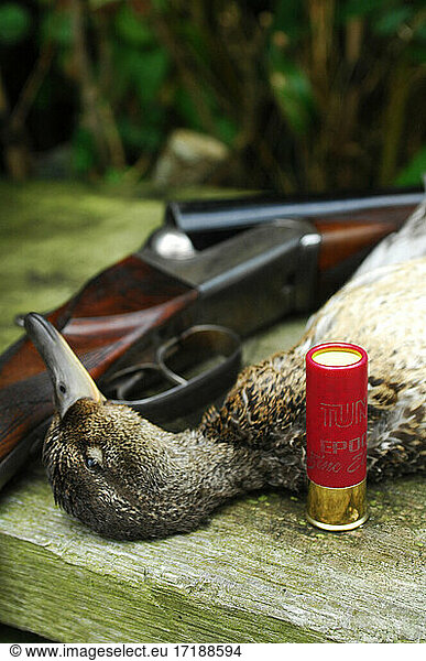 France. Hunting. The European commission has adopted in january 2021 a ban on using lead 100m around any wetland in Europe. So far in France  the ban is only 30m if using new anmunitions with zinc  steel  tungsten and bismuth. Here a teal and a new anmunition with tin.