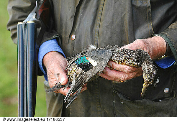 France. Hunting. The European commission has adopted in january 2021 a ban on using lead 100m around any wetland in Europe. So far in France  the ban is only 30m. In the future  the lead will be totally banned as 6000 tons of lead is put into nature by hunters every year. There is already new anmunitions with zinc  steel  tungsten and bismuth. Here a hunter with a teal.